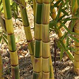 Phyllostachys preacox viridisulcata 2.JPG